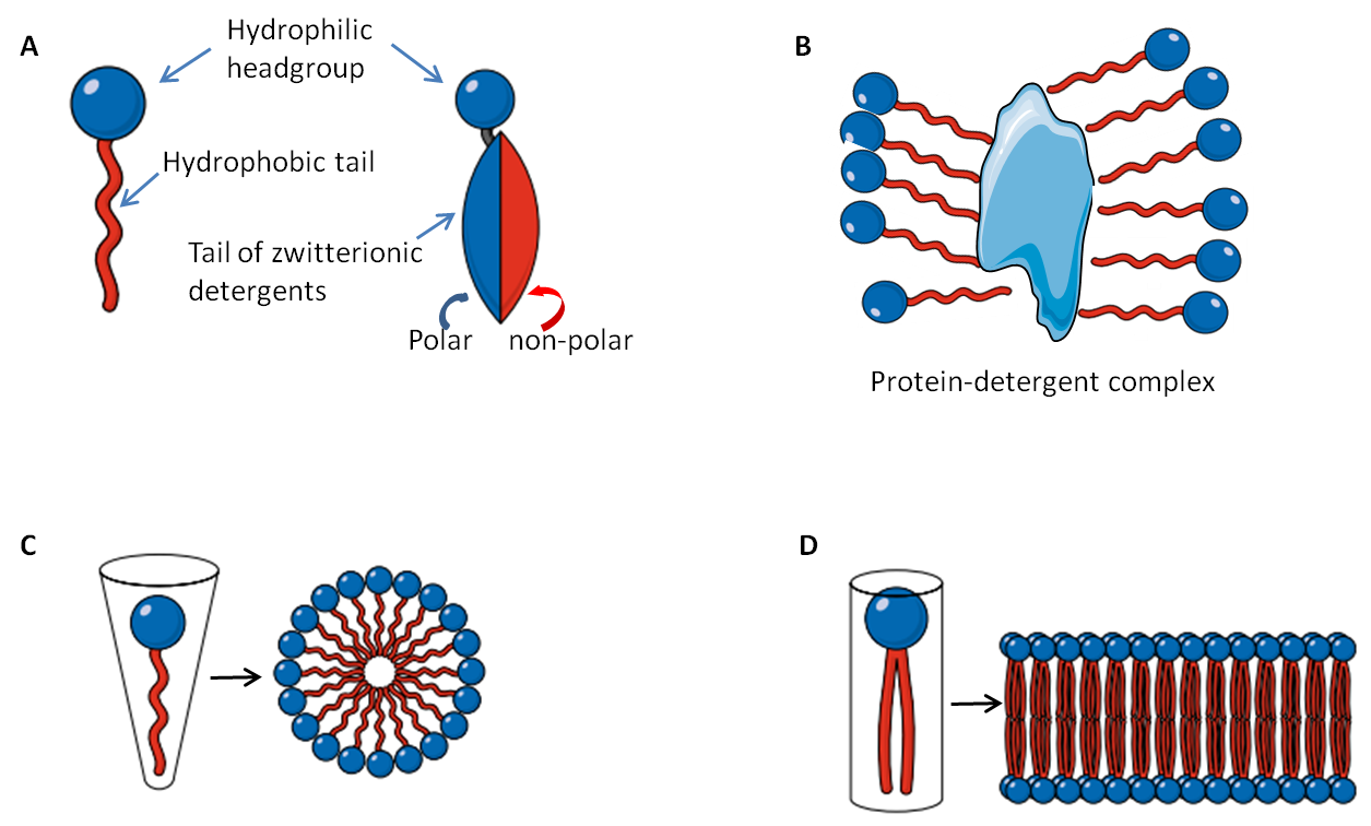 什么是生物去垢劑（應用,選擇）？